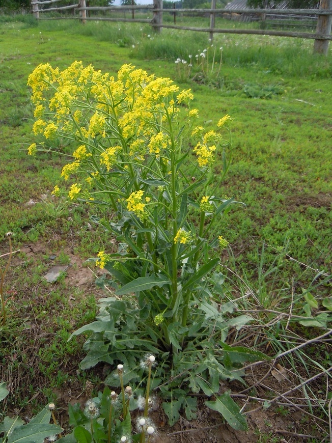 Изображение особи Bunias orientalis.