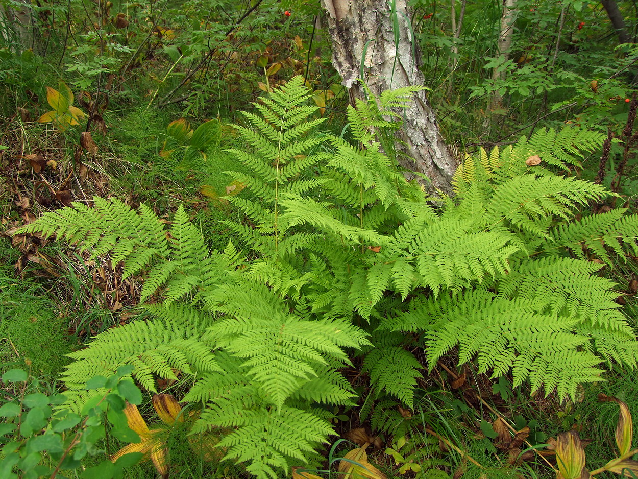 Image of Athyrium filix-femina specimen.