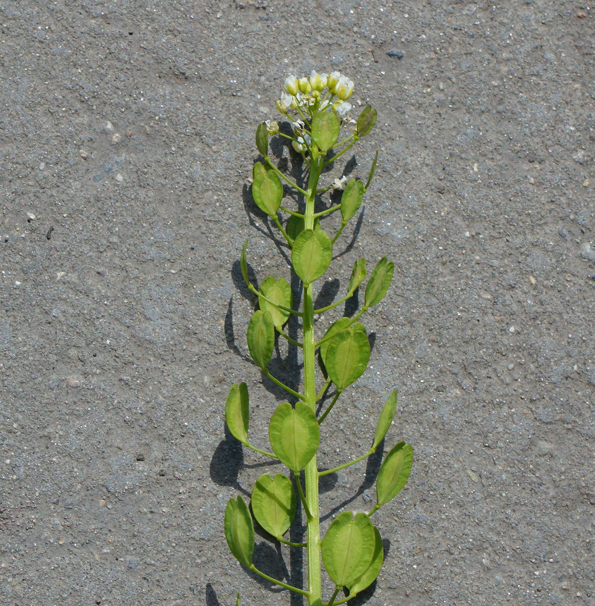 Image of Thlaspi arvense specimen.