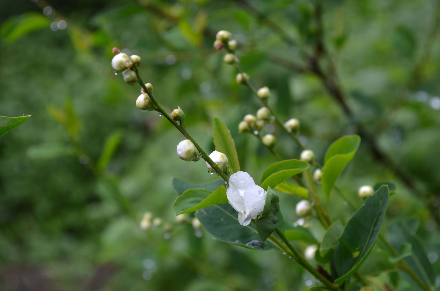 Image of Exochorda tianschanica specimen.