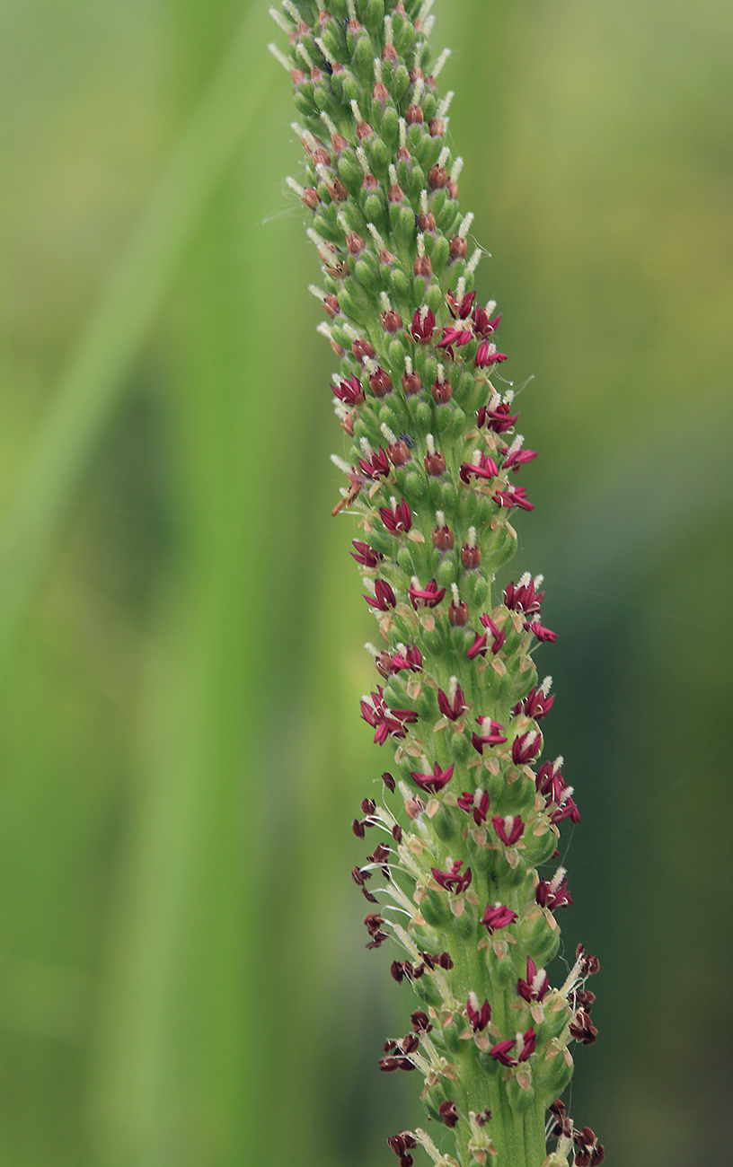 Изображение особи Plantago major.