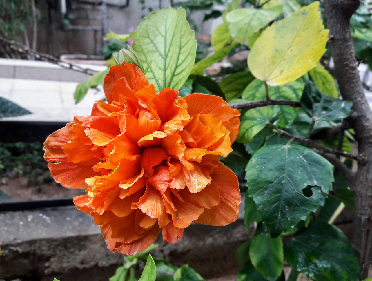 Image of Hibiscus rosa-sinensis specimen.