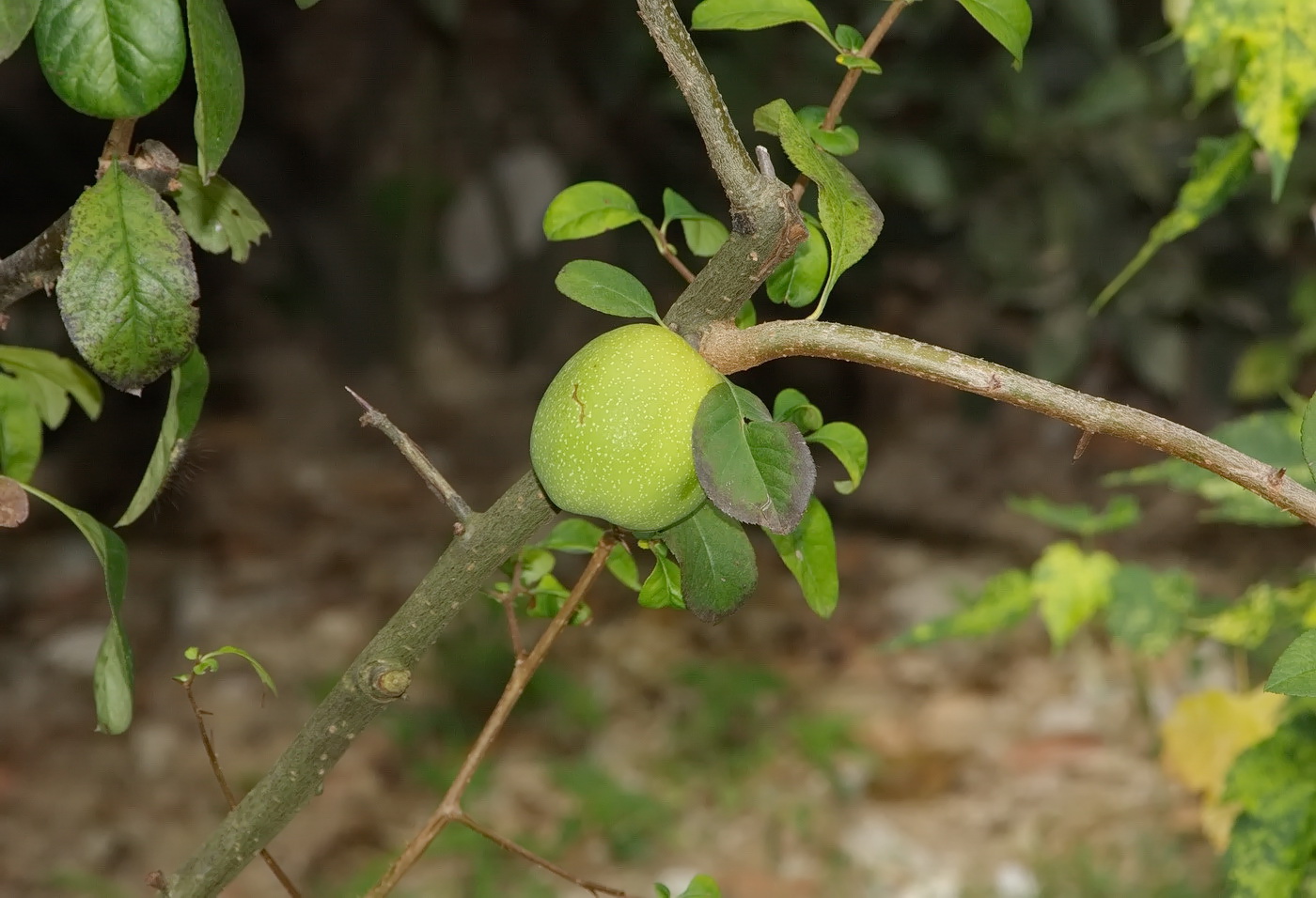 Image of genus Chaenomeles specimen.