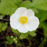 Anemone sylvestris. Цветок. Якутия, Алданский р-н, сев. окр. г. Алдан, поляна в лесу. 28.06.2016.