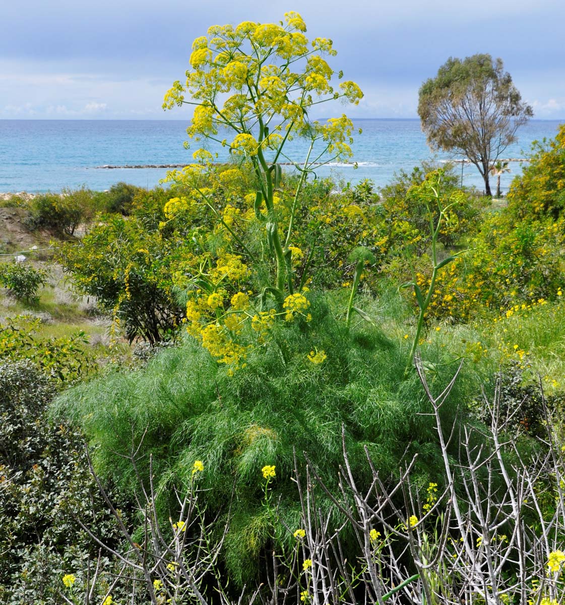 Image of Ferula communis specimen.