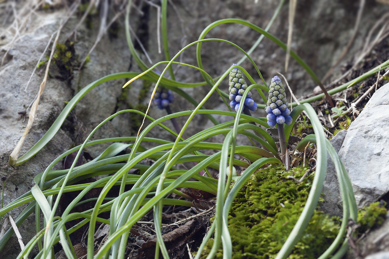 Image of Muscari dolichanthum specimen.