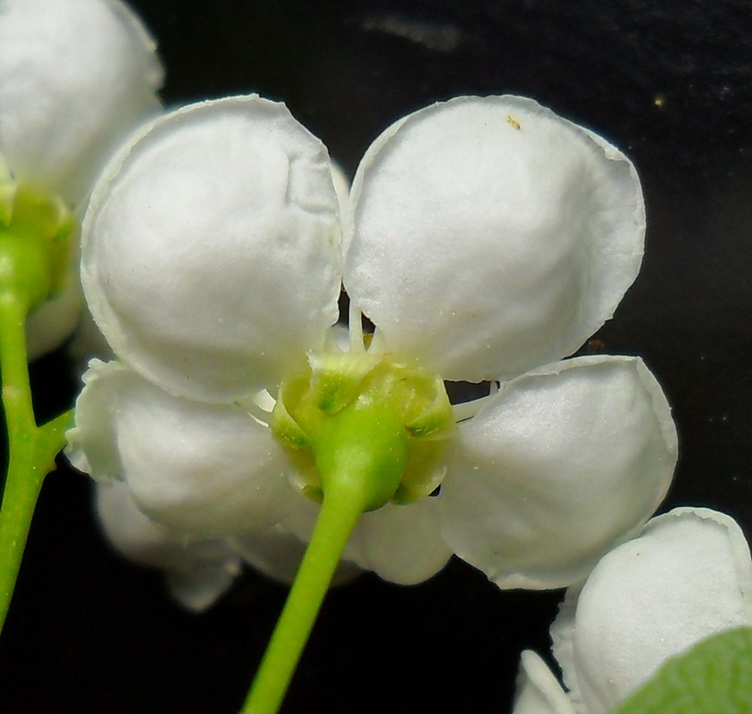 Изображение особи Crataegus leiomonogyna.