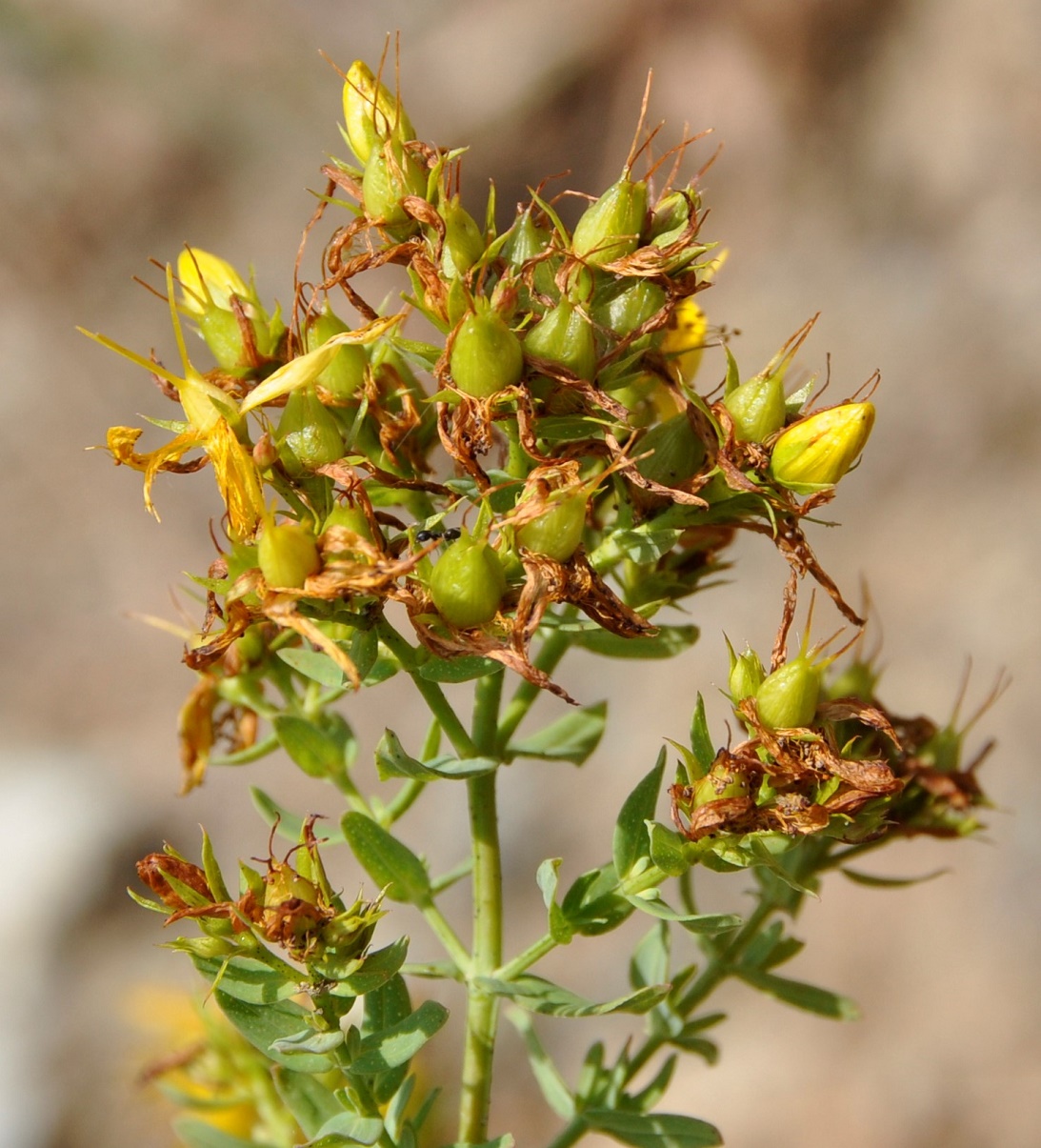 Image of Hypericum veronense specimen.