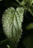 Stachys sylvatica