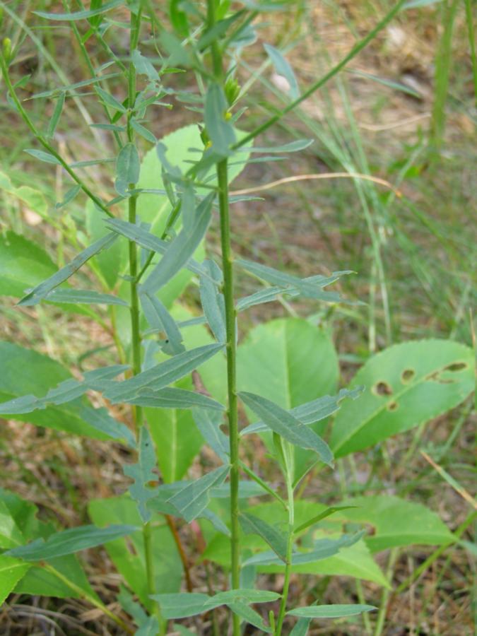 Изображение особи Genista tinctoria.