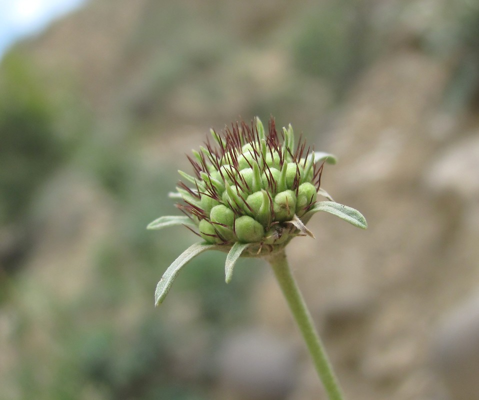 Image of Lomelosia gumbetica specimen.