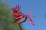 Erythrina herbacea