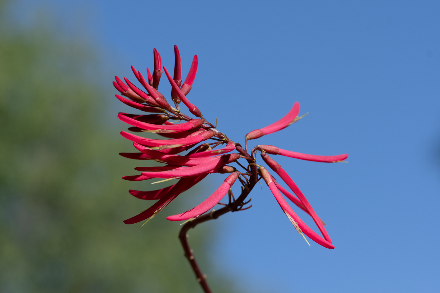 Image of Erythrina herbacea specimen.