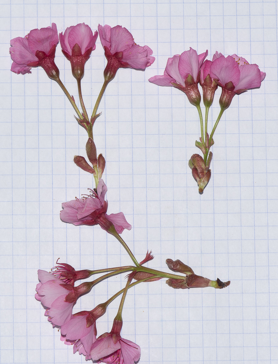 Image of Prunus campanulata specimen.