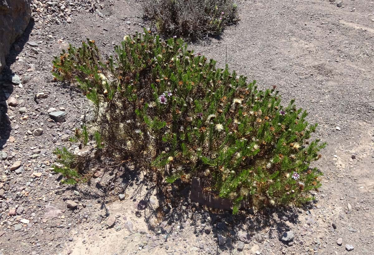 Image of Gypothamnium pinifolium specimen.