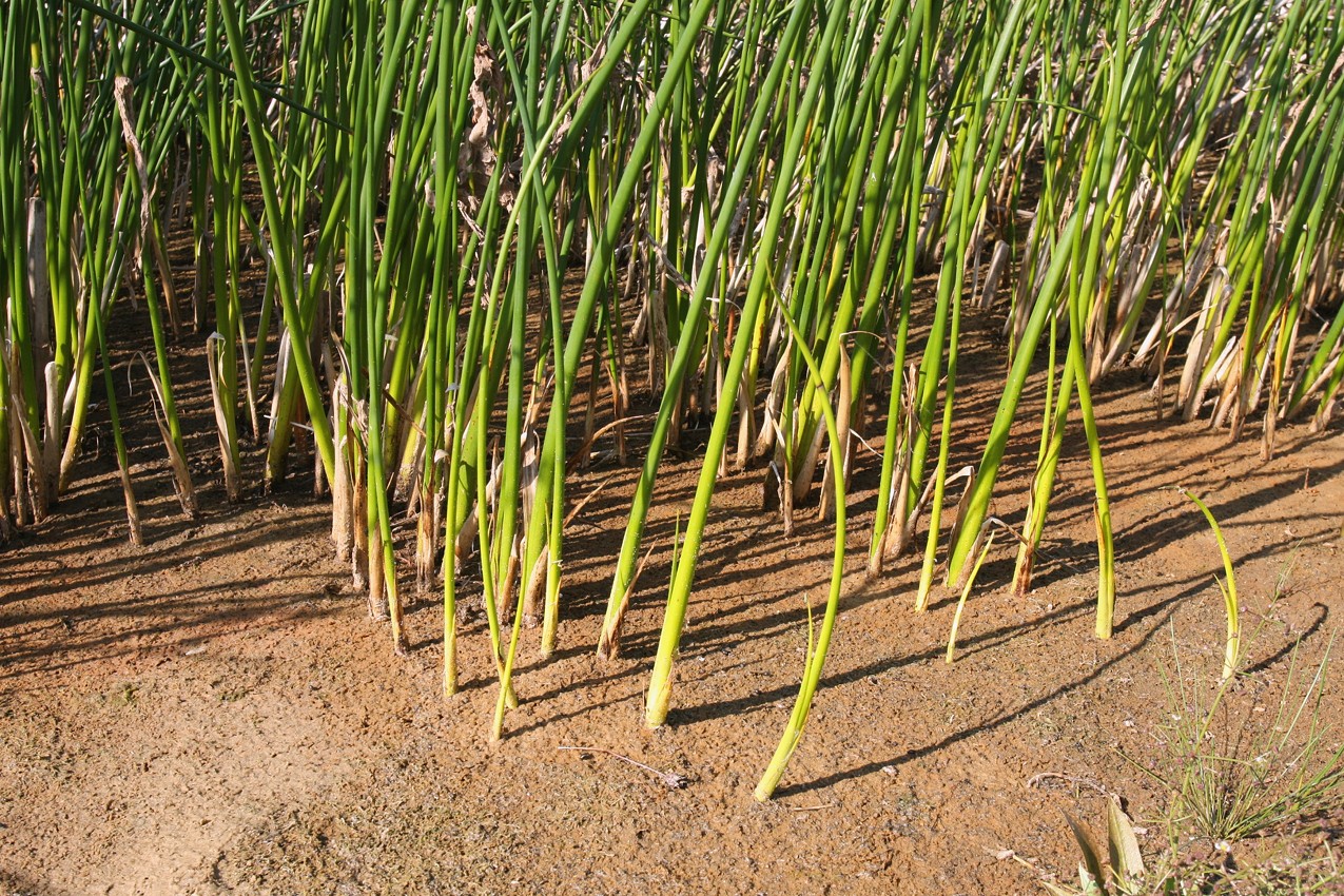 Изображение особи Schoenoplectus lacustris.