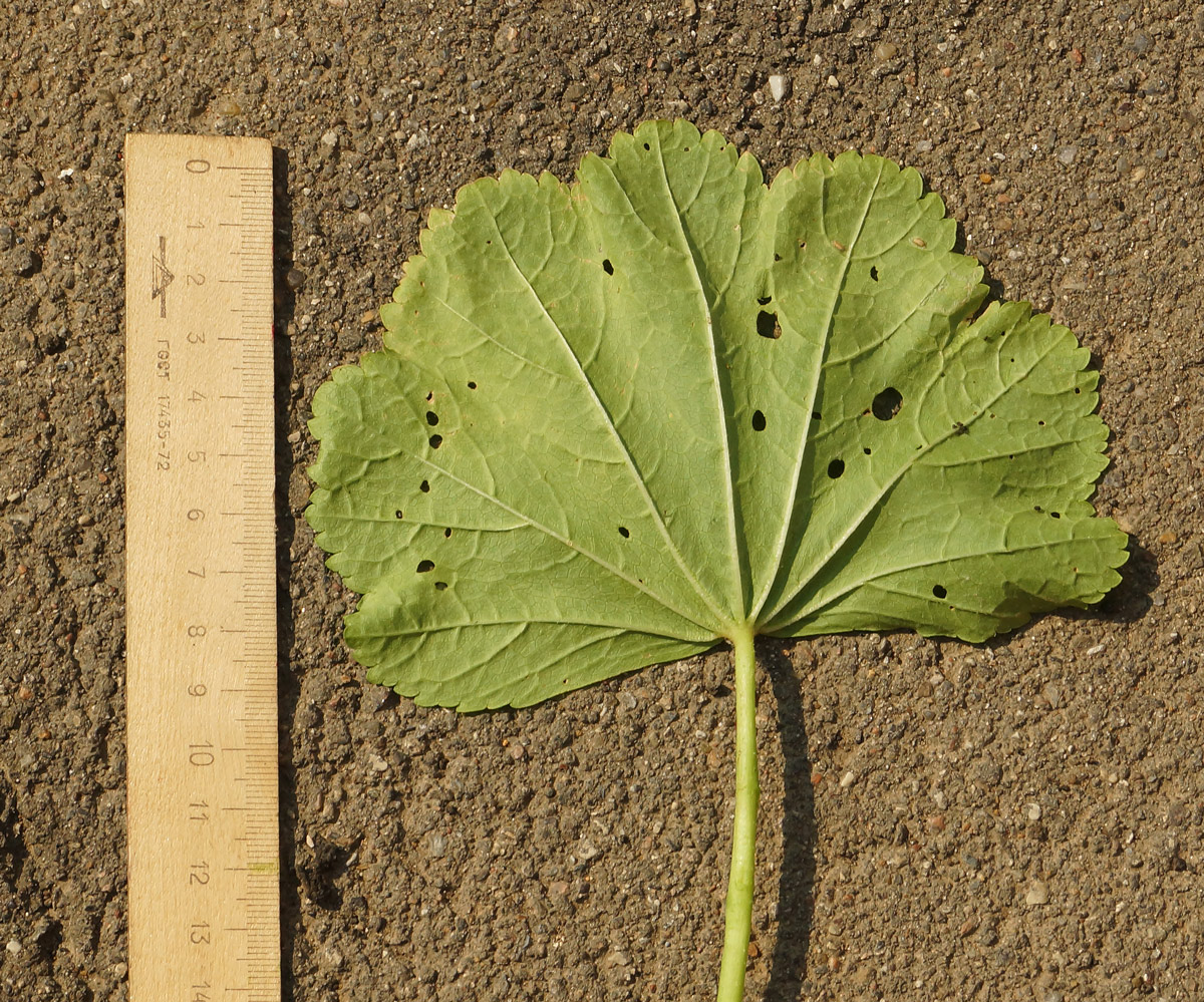 Image of Malva mauritiana specimen.