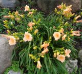 Hemerocallis × hybrida