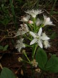 Menyanthes trifoliata