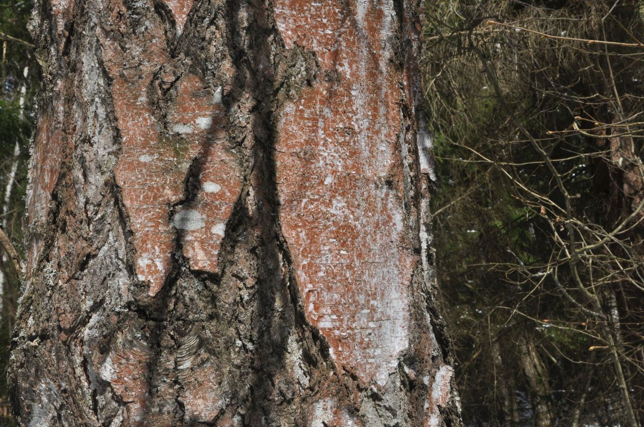 Image of genus Betula specimen.