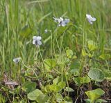 Смотреть изображение Viola amurica