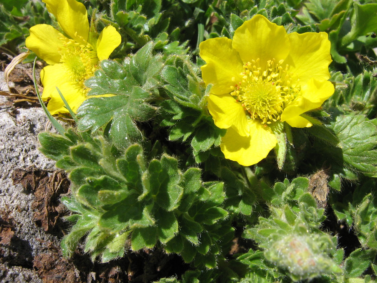 Image of Geum reptans specimen.