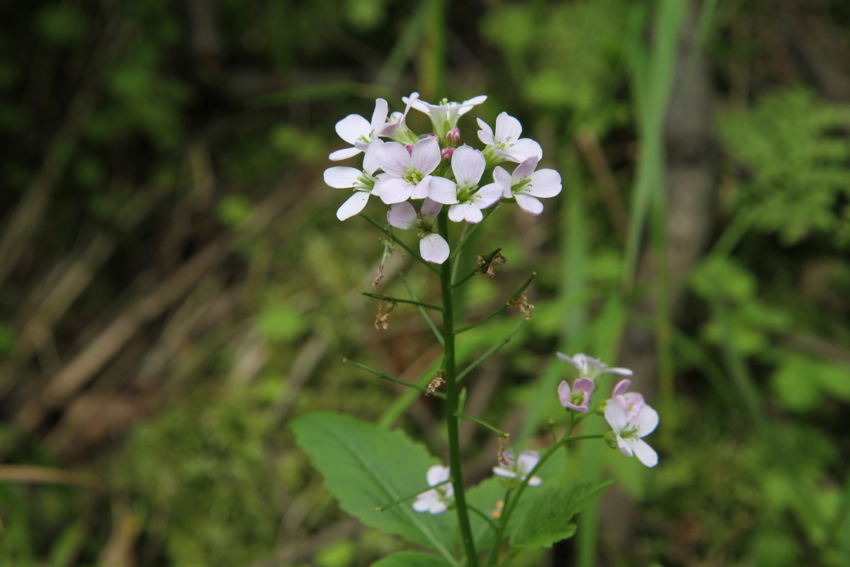 Изображение особи Cardamine macrophylla.