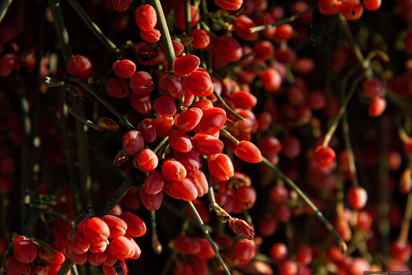 Image of Ephedra aphylla specimen.