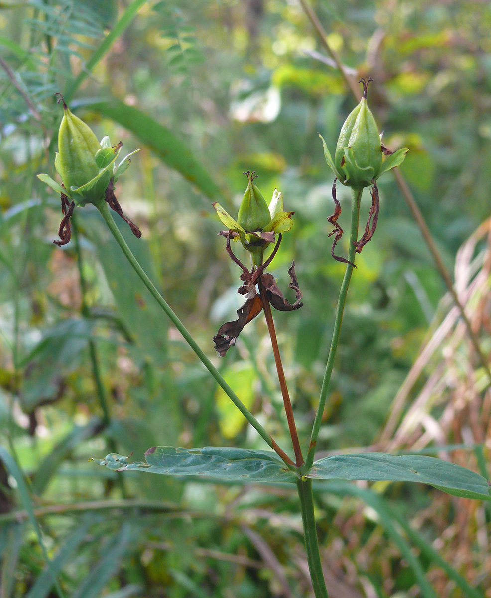 Image of Hypericum ascyron specimen.