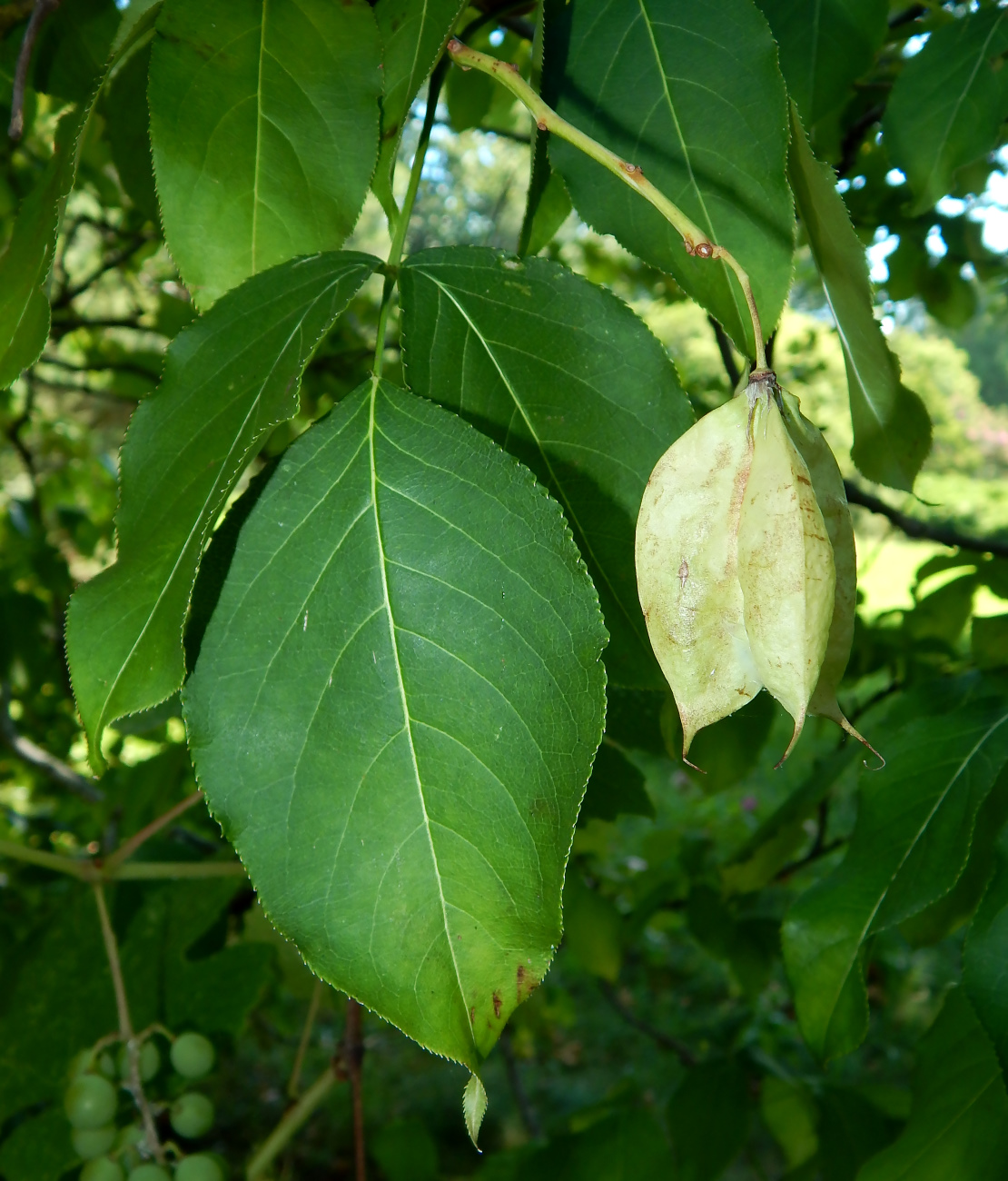 Image of Staphylea trifolia specimen.