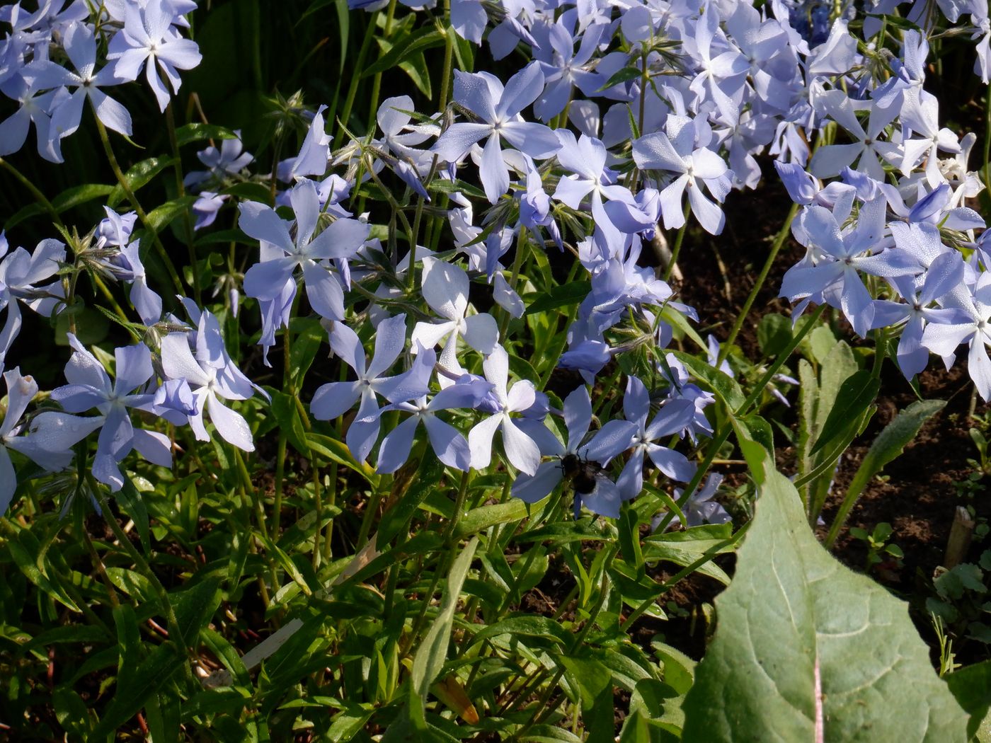 Image of Phlox divaricata specimen.