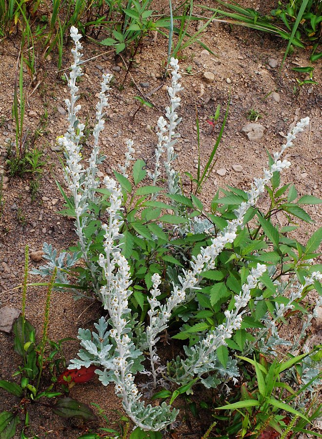 Изображение особи Artemisia stelleriana.