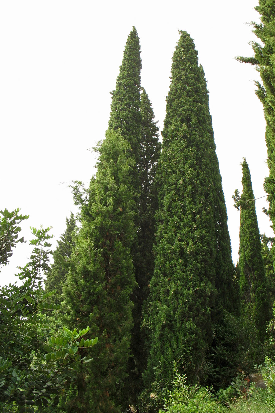 Image of Cupressus sempervirens specimen.