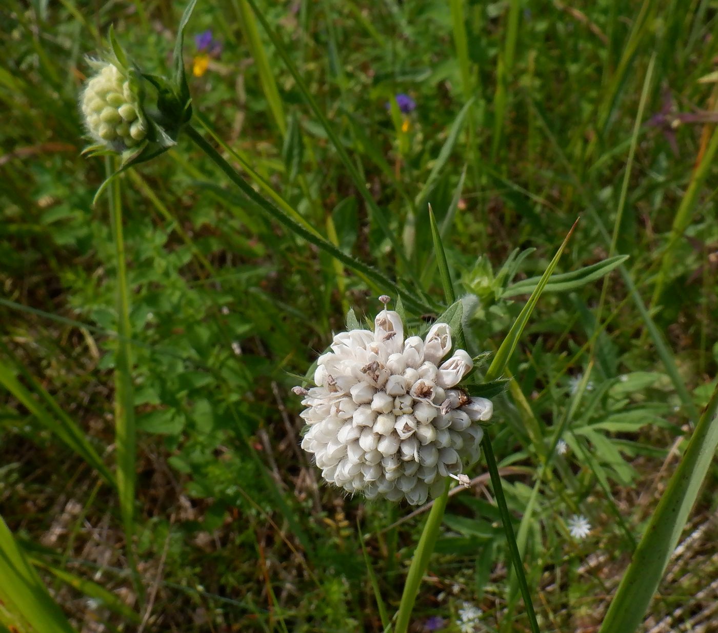 Изображение особи Knautia arvensis.