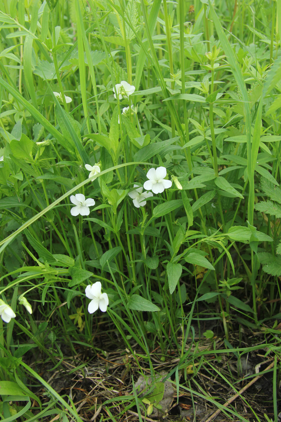 Image of Viola stagnina specimen.