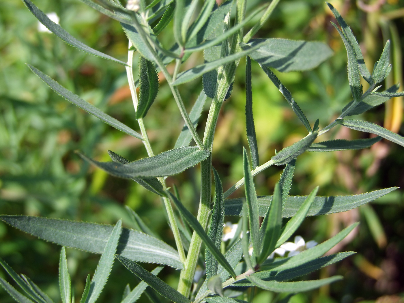 Image of Achillea salicifolia specimen.