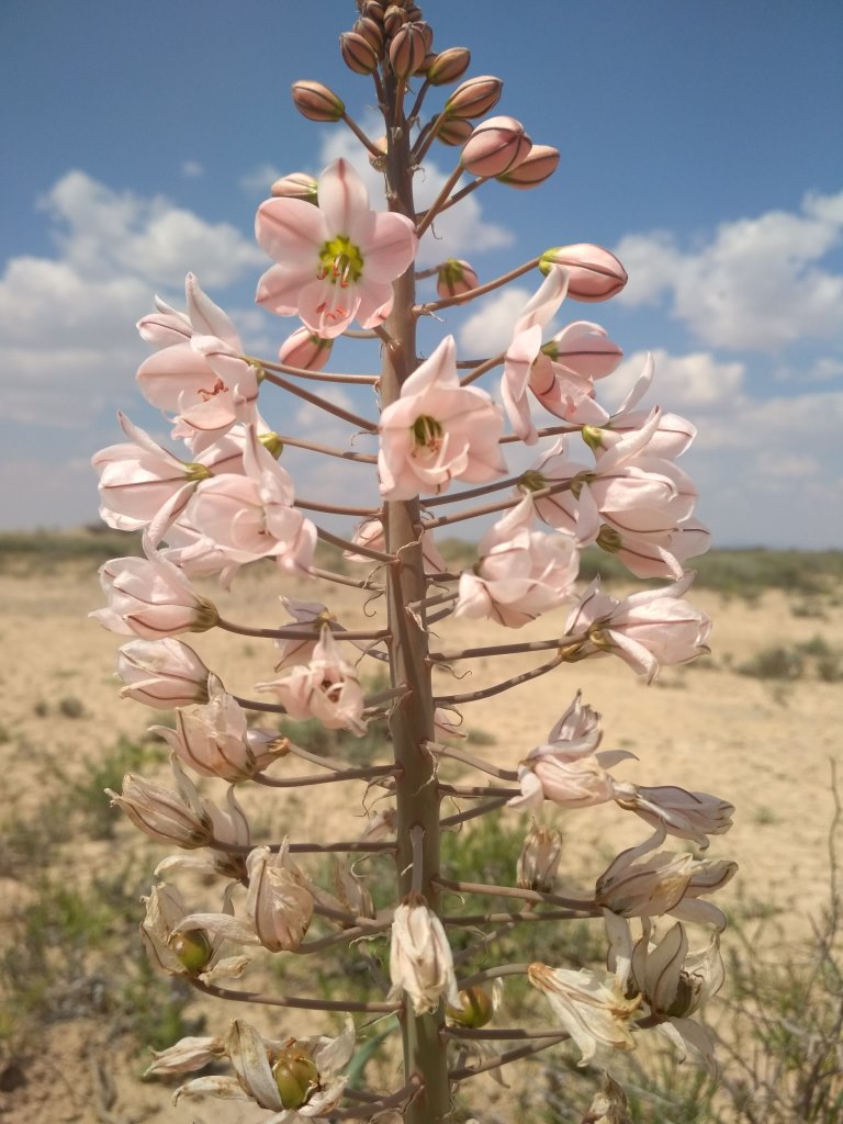 Изображение особи Eremurus korolkowii.