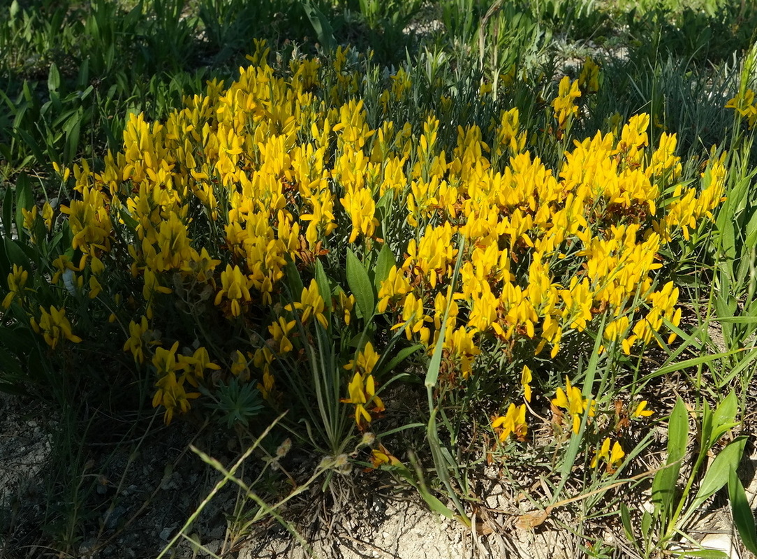 Image of Genista taurica specimen.