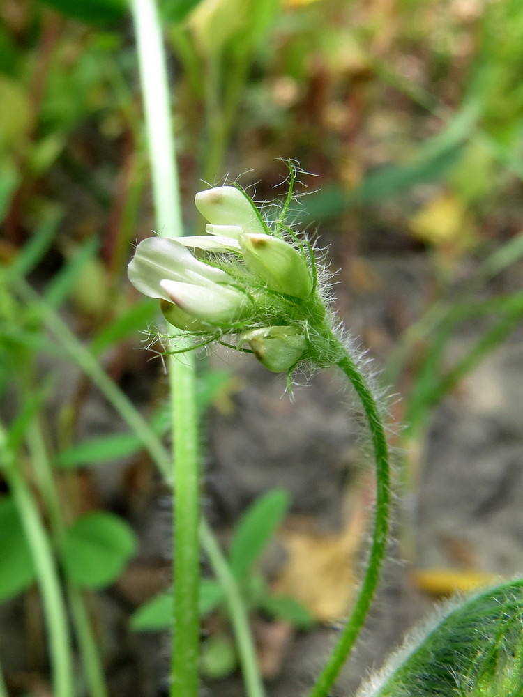 Изображение особи Astragalus contortuplicatus.