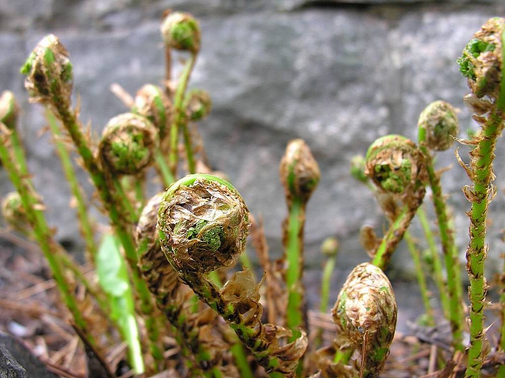 Image of Dryopteris expansa specimen.