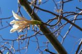 Ceiba insignis