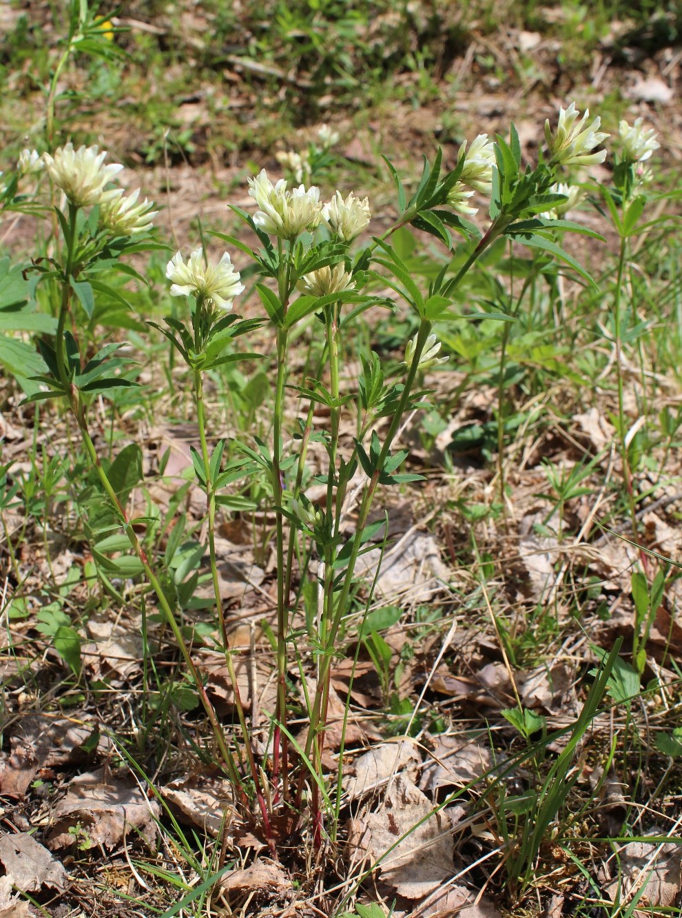 Image of Trifolium spryginii specimen.