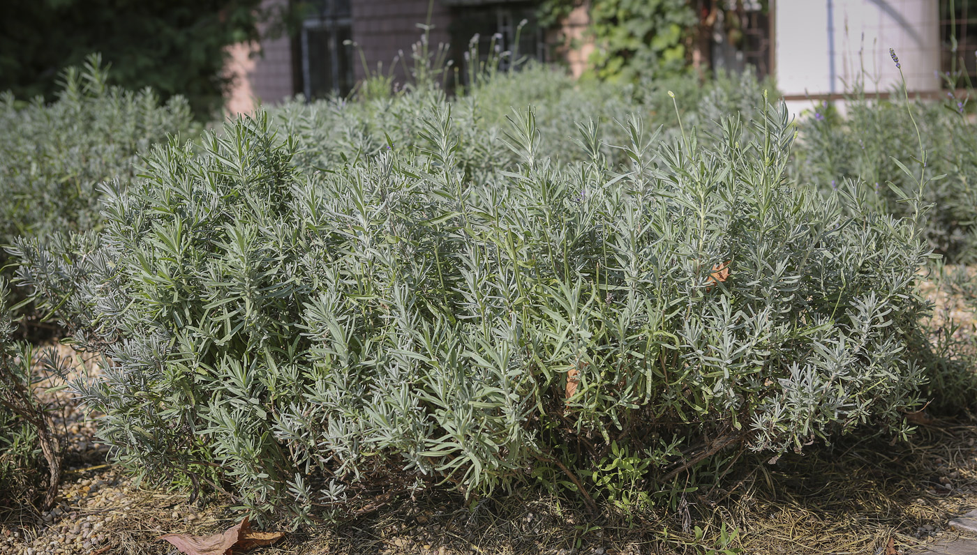 Image of Lavandula angustifolia specimen.