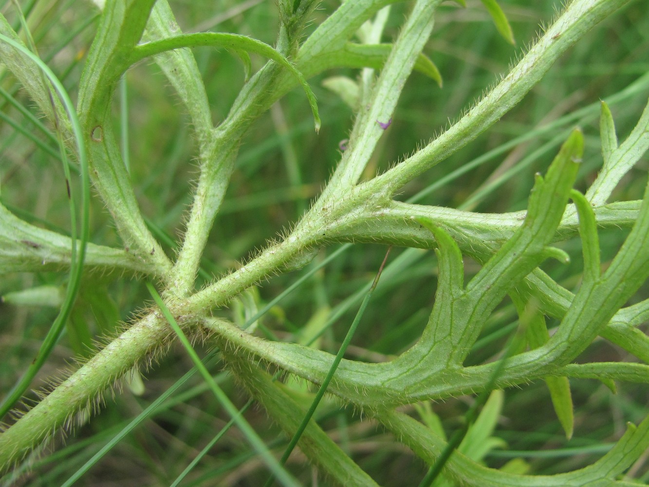 Изображение особи Ranunculus meyerianus.