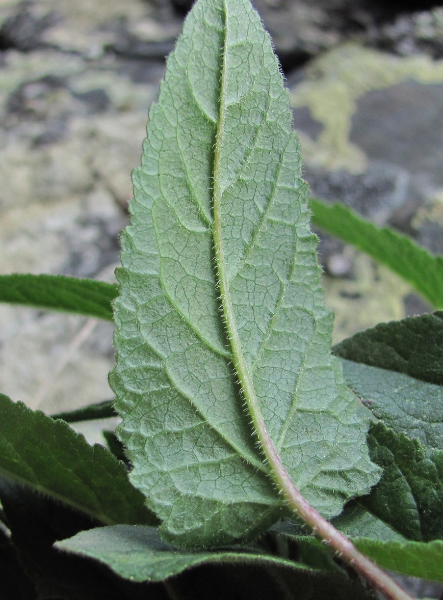 Image of genus Campanula specimen.