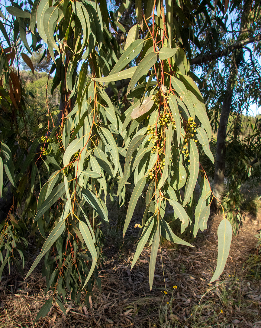 Изображение особи Eucalyptus camaldulensis.