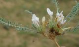Astragalus dolichophyllus. Цветущее растение на песке. Калмыкия, Черноземельский район. 24.04.2010.