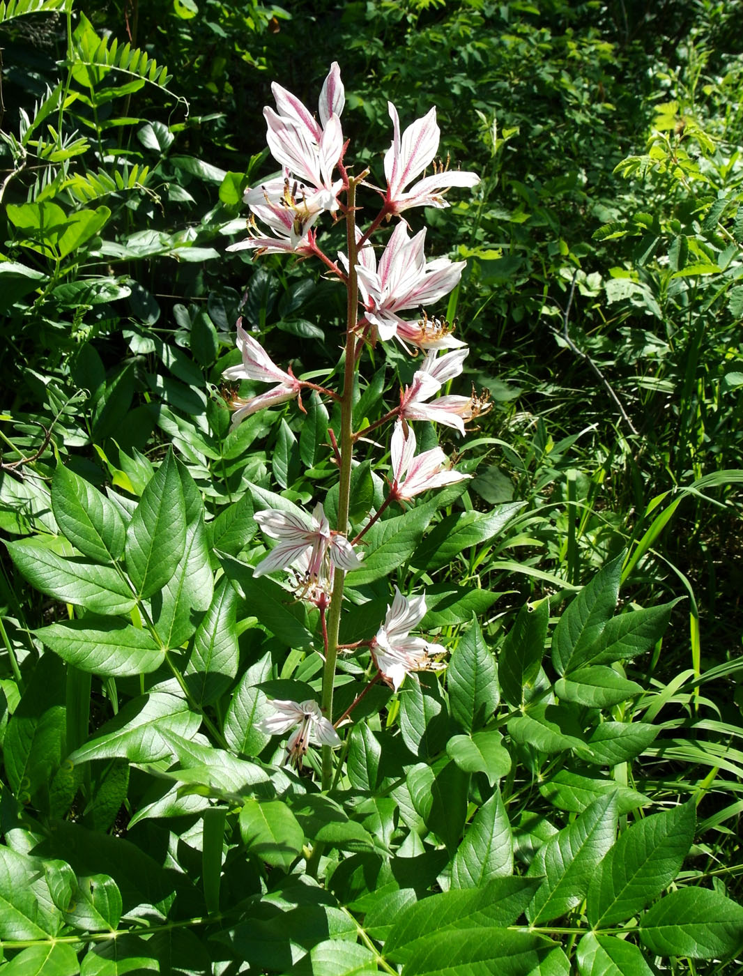 Изображение особи Dictamnus angustifolius.