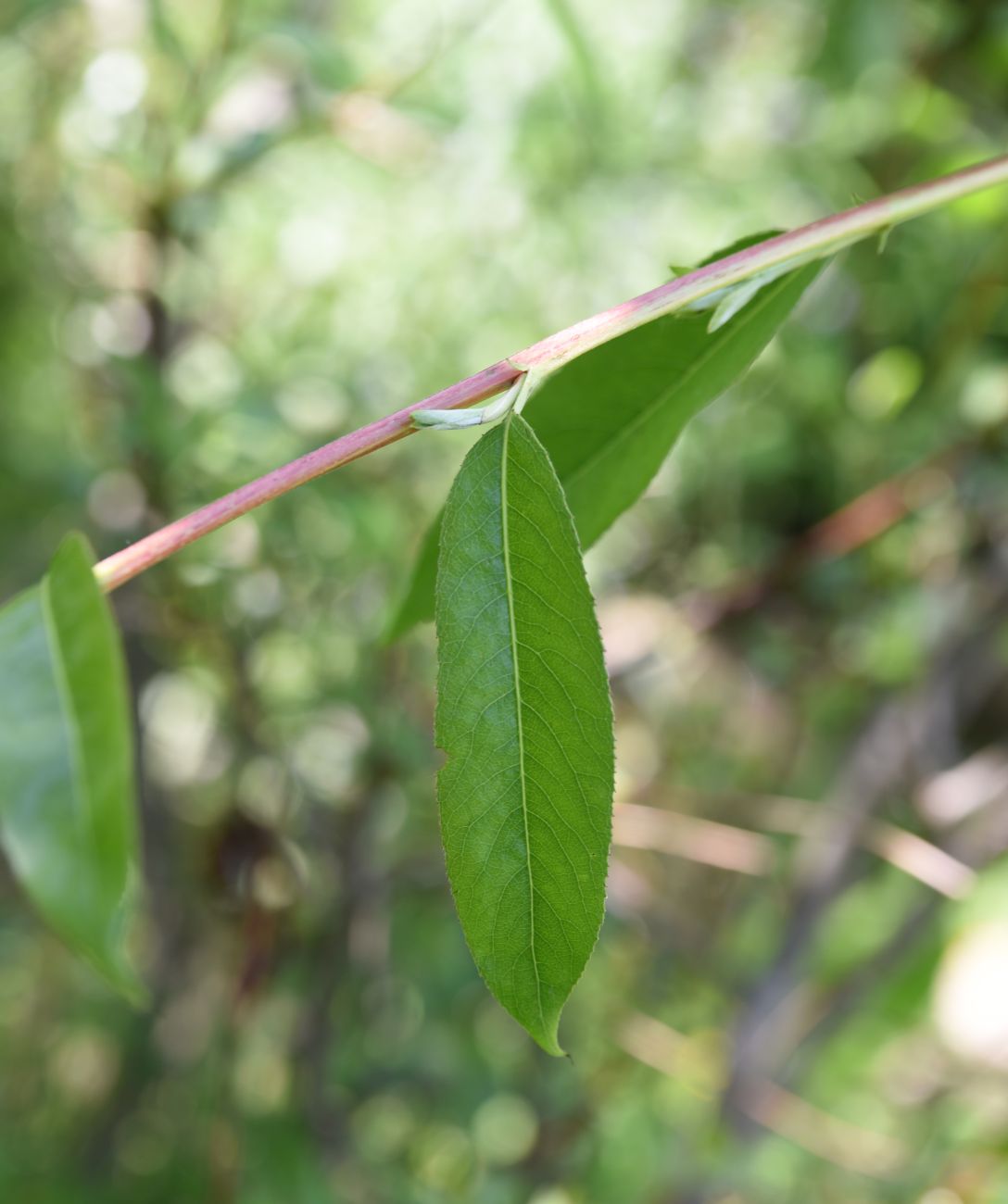 Image of genus Salix specimen.