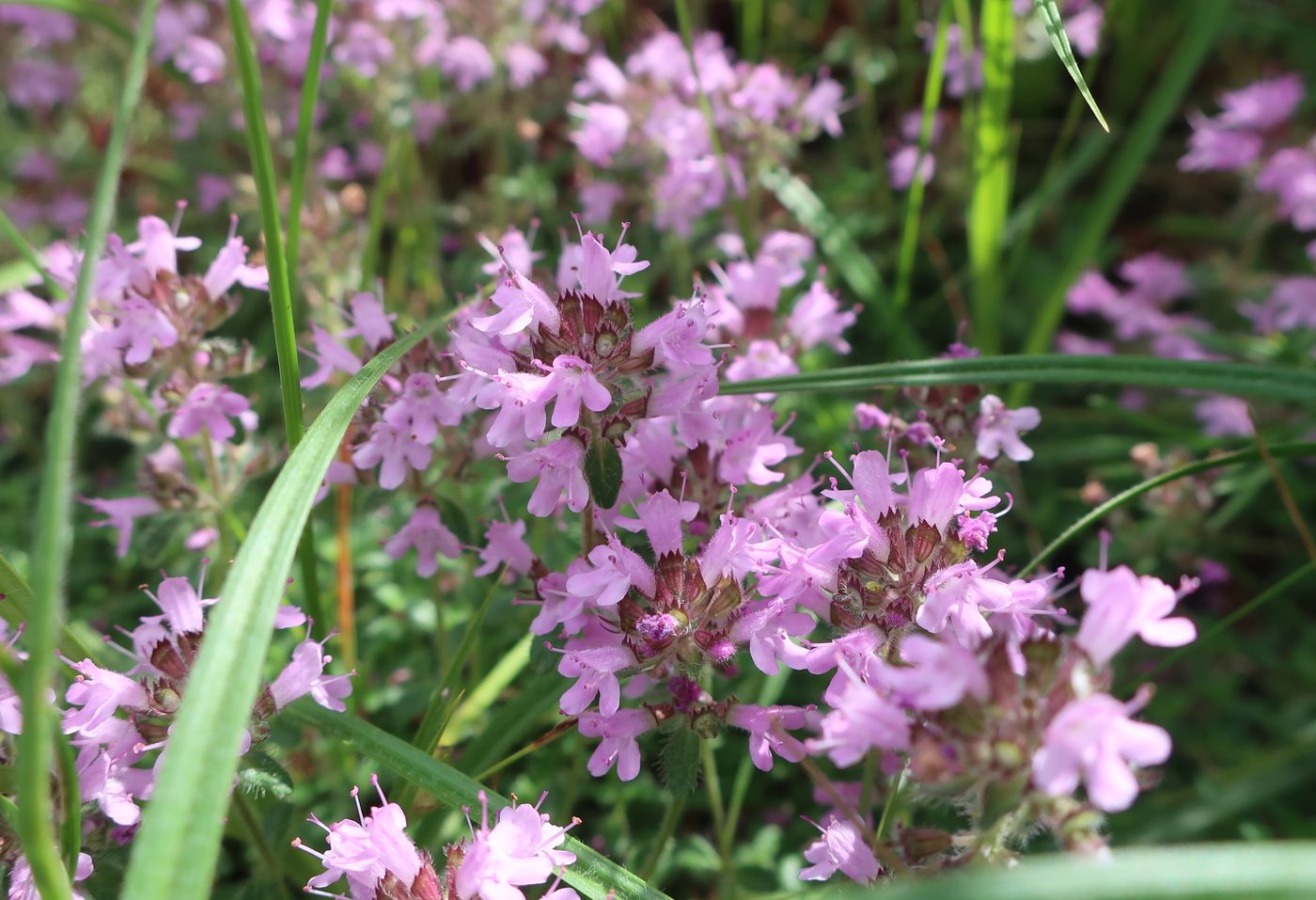 Image of genus Thymus specimen.